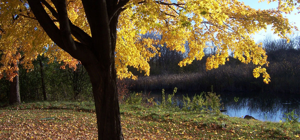 Good Afternoon this Autumn