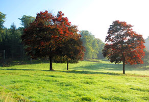 It's Morning time in Autumn