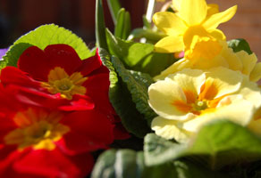 It's Afternoon time in Spring