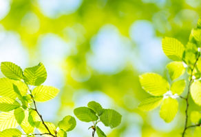 It's Afternoon time in Spring