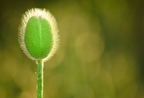 It's Afternoon time in Spring