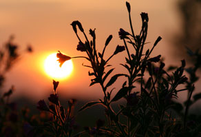 It's Evening time in Summer